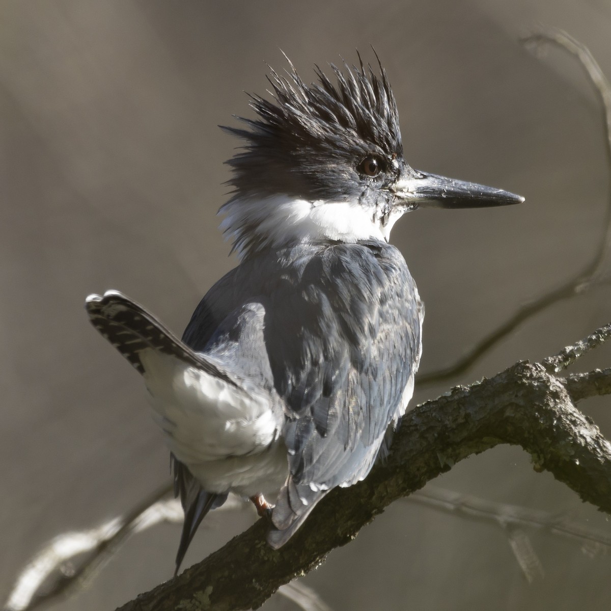 Belted Kingfisher - ML617312763