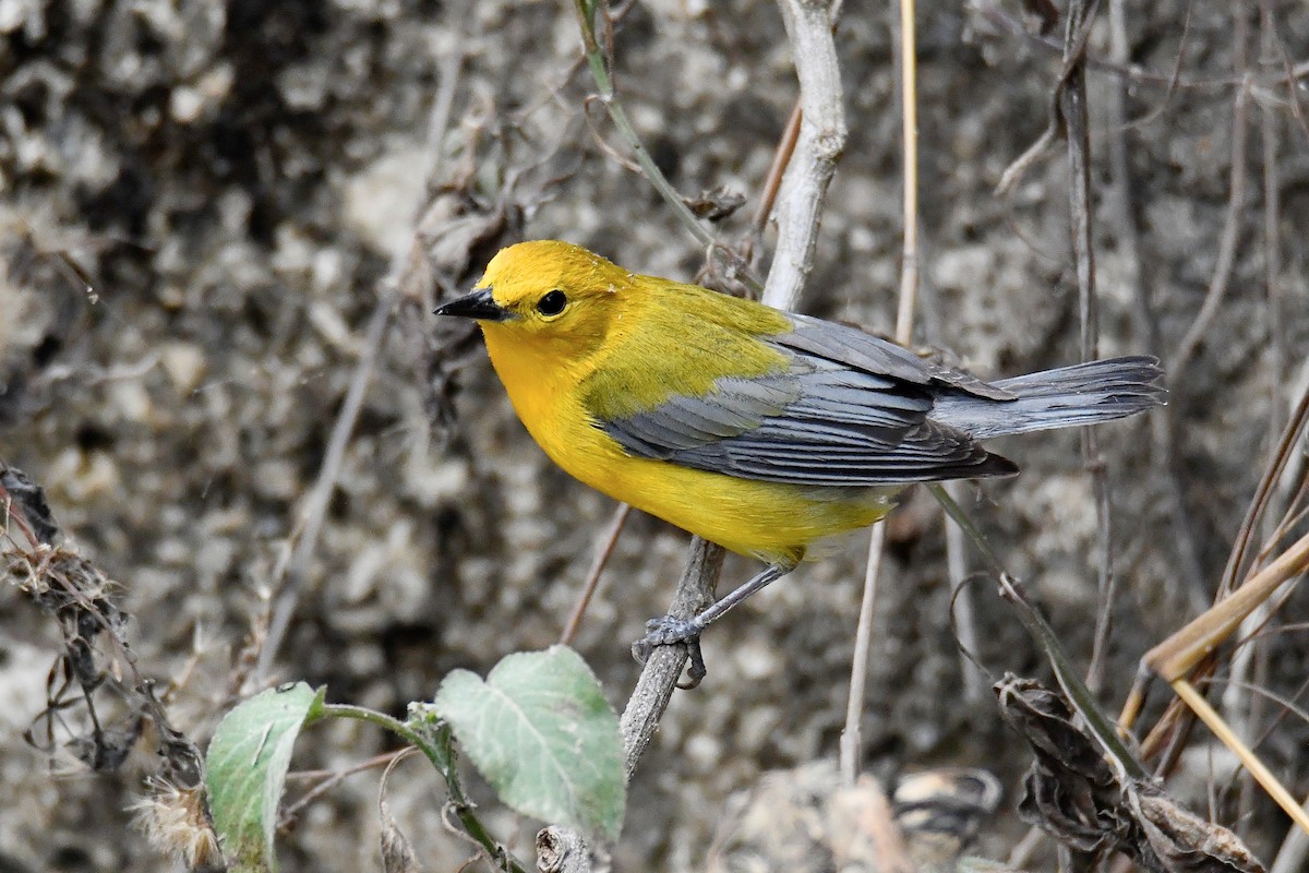 Prothonotary Warbler - ML617312796