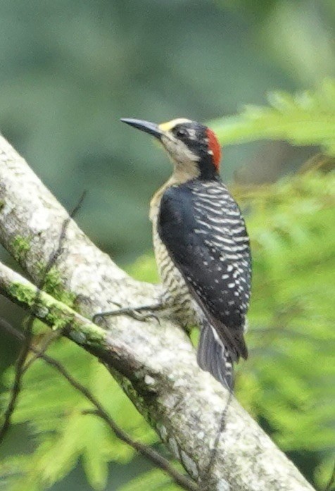Black-cheeked Woodpecker - ML617312851