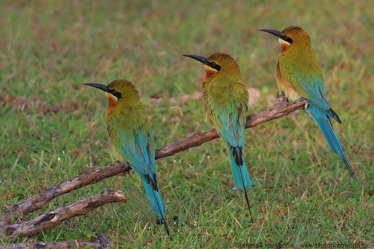 Blue-tailed Bee-eater - ML617312855