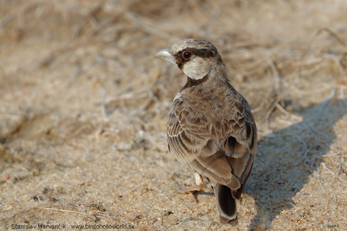 Ashy-crowned Sparrow-Lark - ML617312900