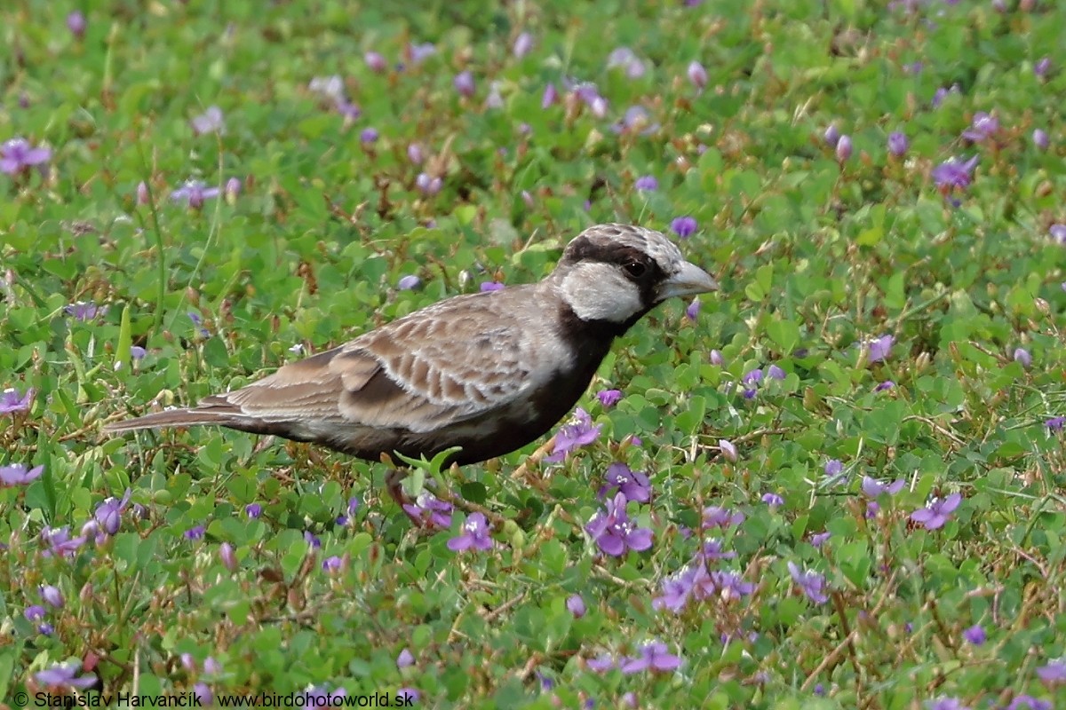 Ashy-crowned Sparrow-Lark - ML617312901