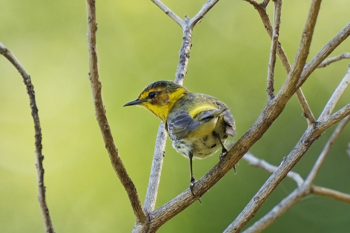 Cape May Warbler - ML617313023