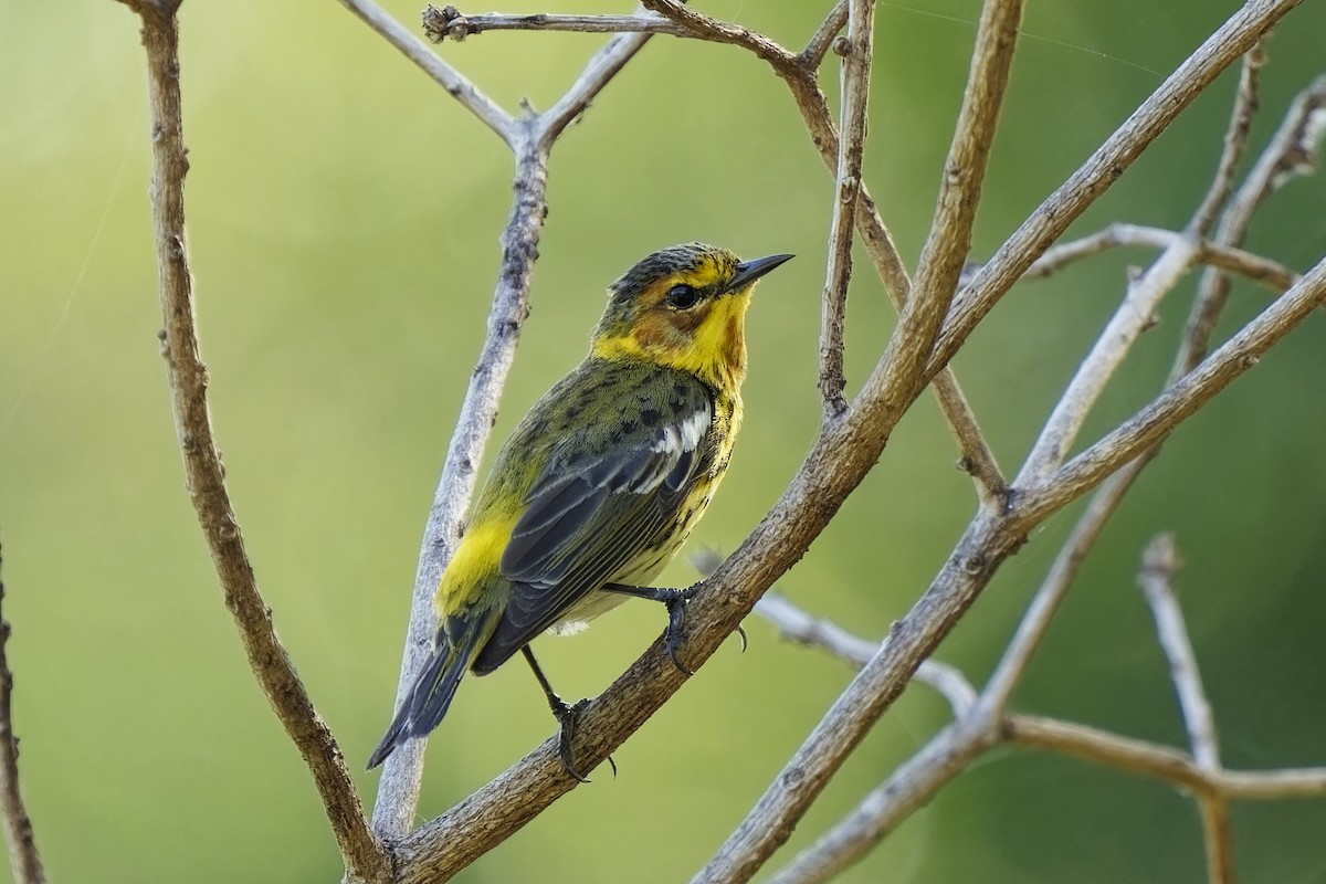 Cape May Warbler - ML617313024