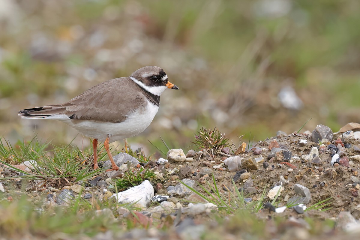 Common Ringed Plover - ML617313128