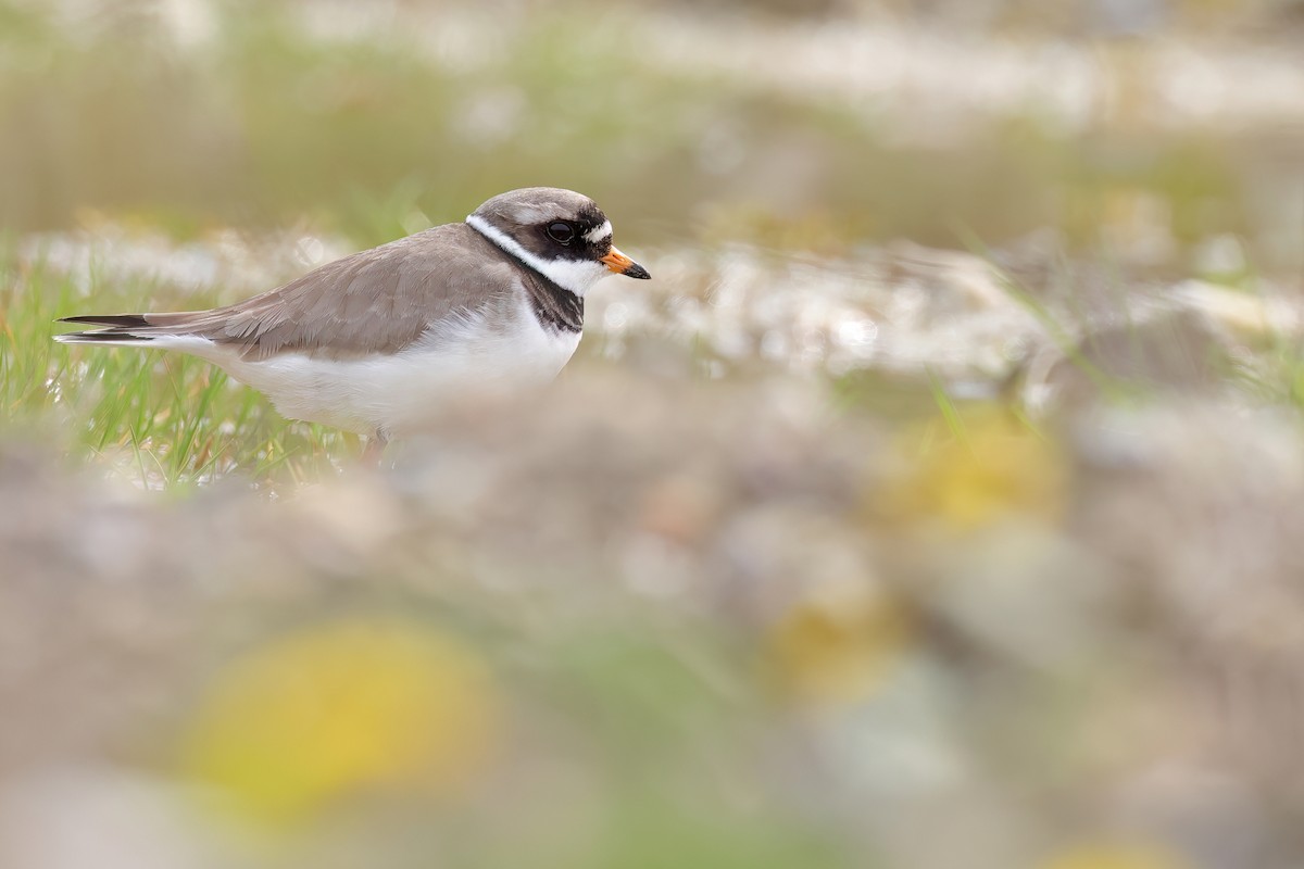 Common Ringed Plover - ML617313129
