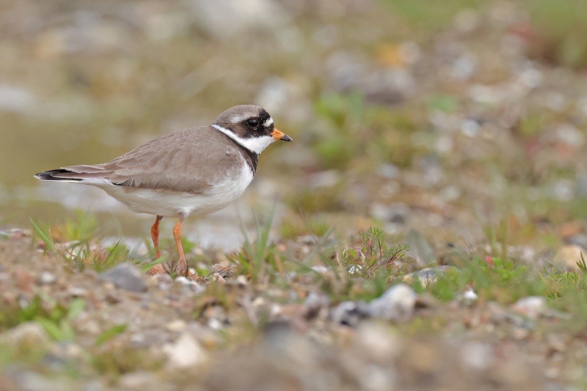 Common Ringed Plover - ML617313130