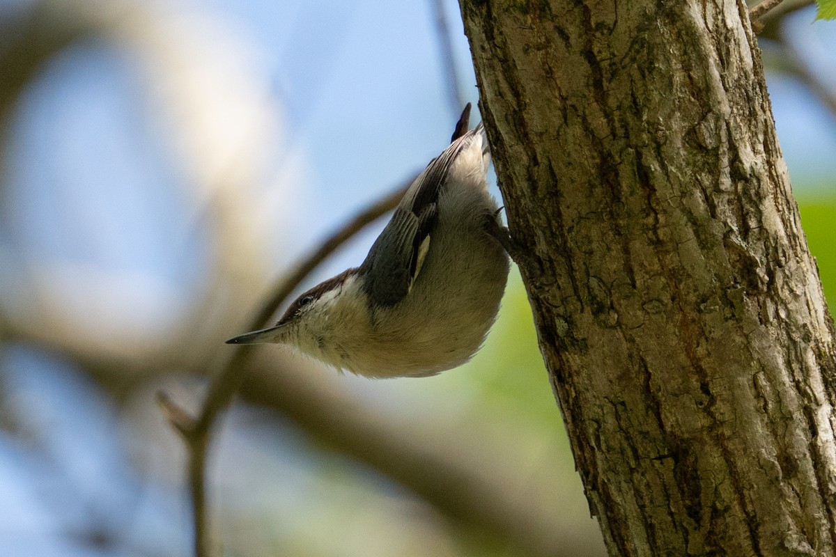 Brown-headed Nuthatch - ML617313250
