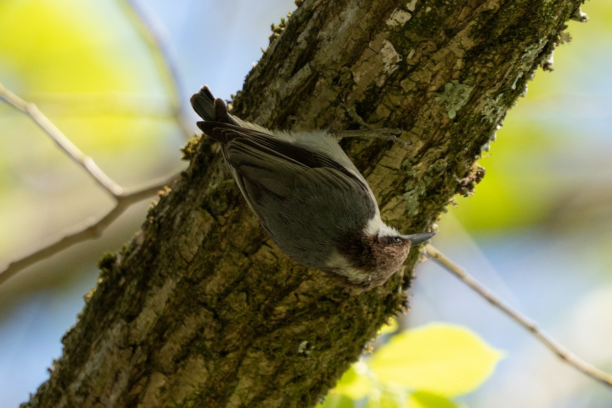 Brown-headed Nuthatch - ML617313251