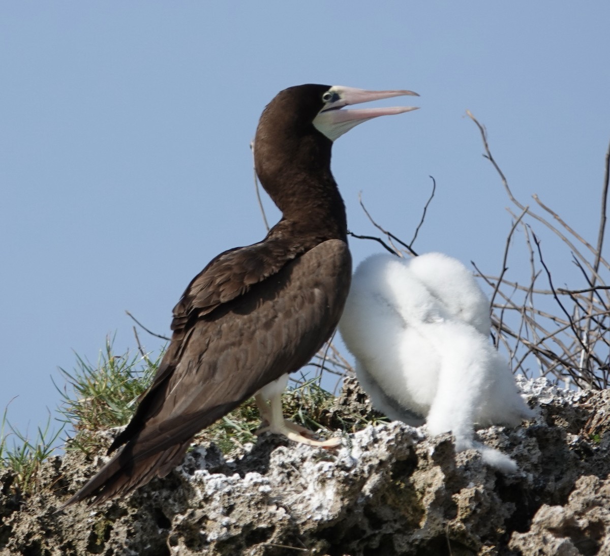 Brown Booby - ML617313281