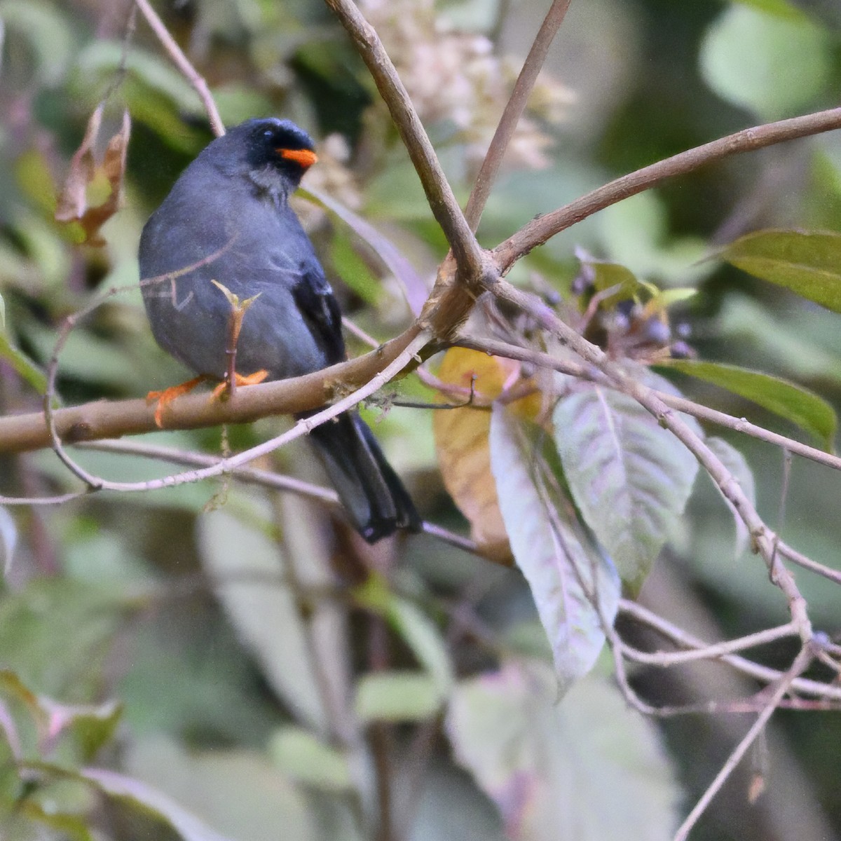 Black-faced Solitaire - ML617313303