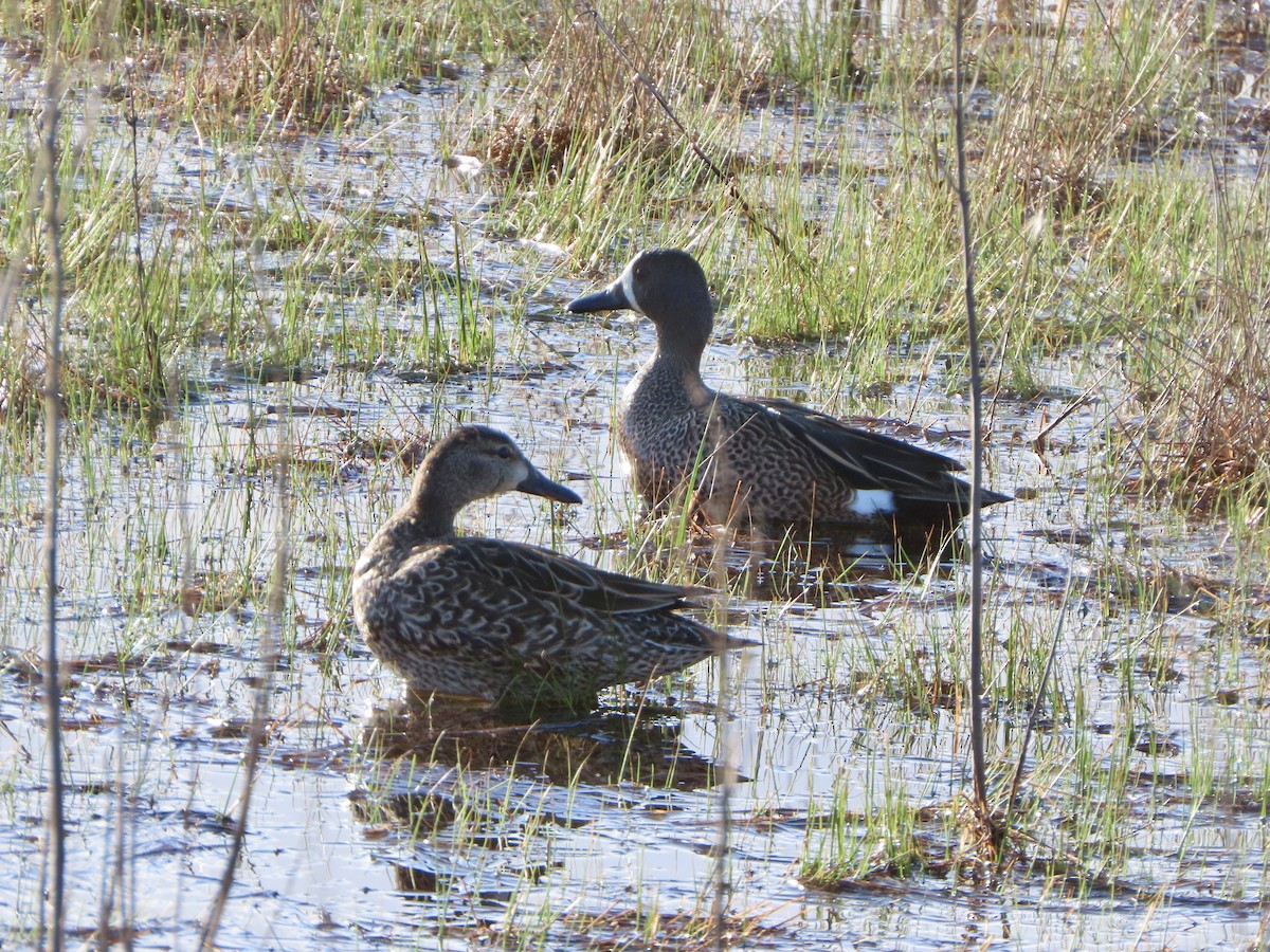 Blue-winged Teal - ML617313317