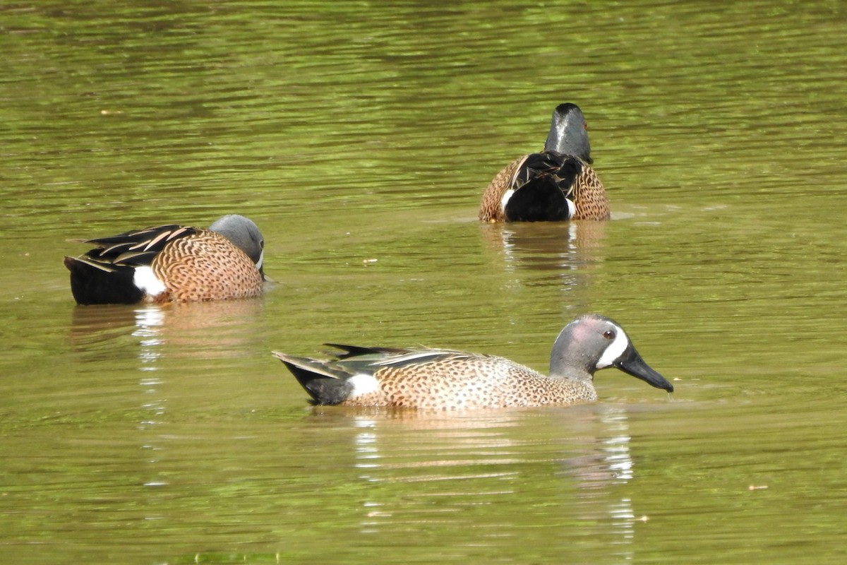 Blue-winged Teal - ML617313337