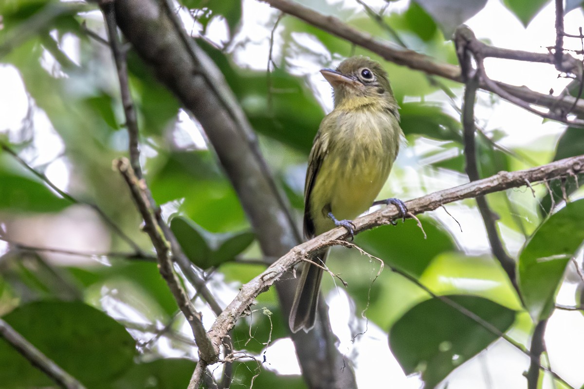 Western Olivaceous Flatbill - ML617313341