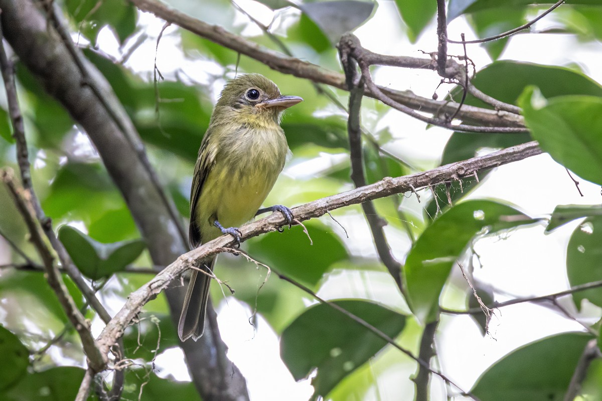 Western Olivaceous Flatbill - ML617313346
