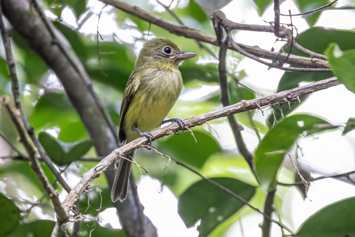 Western Olivaceous Flatbill - ML617313349