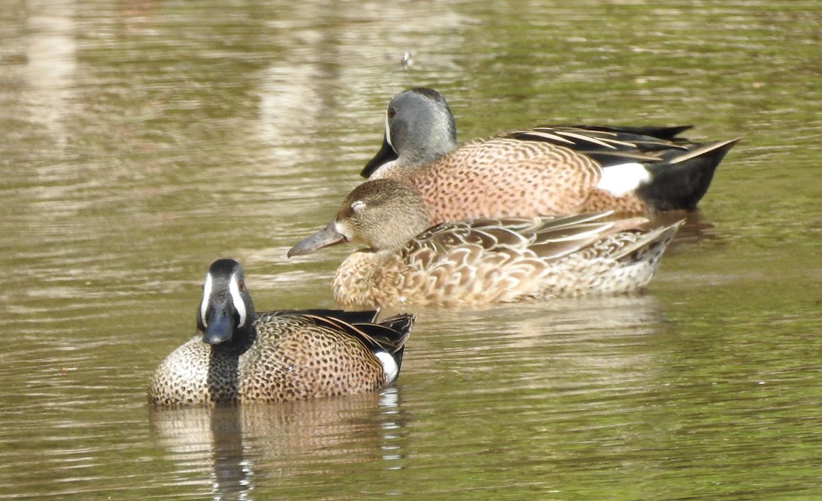Blue-winged Teal - ML617313358