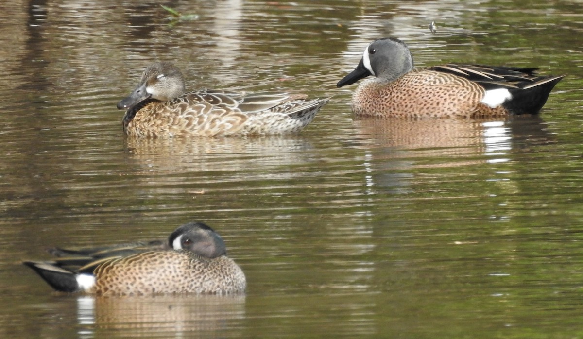 Blue-winged Teal - ML617313386