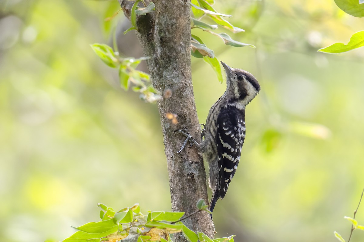 Gray-capped Pygmy Woodpecker - ML617313410