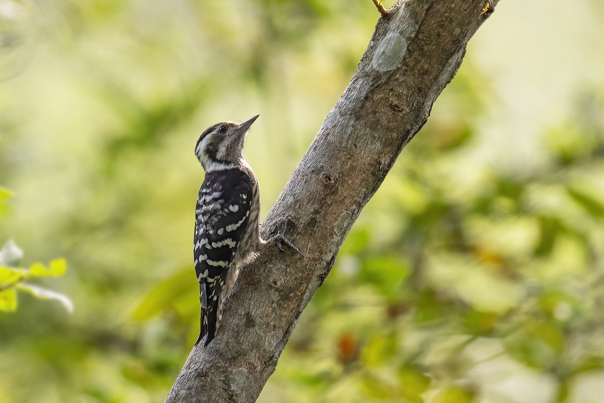 Gray-capped Pygmy Woodpecker - ML617313411