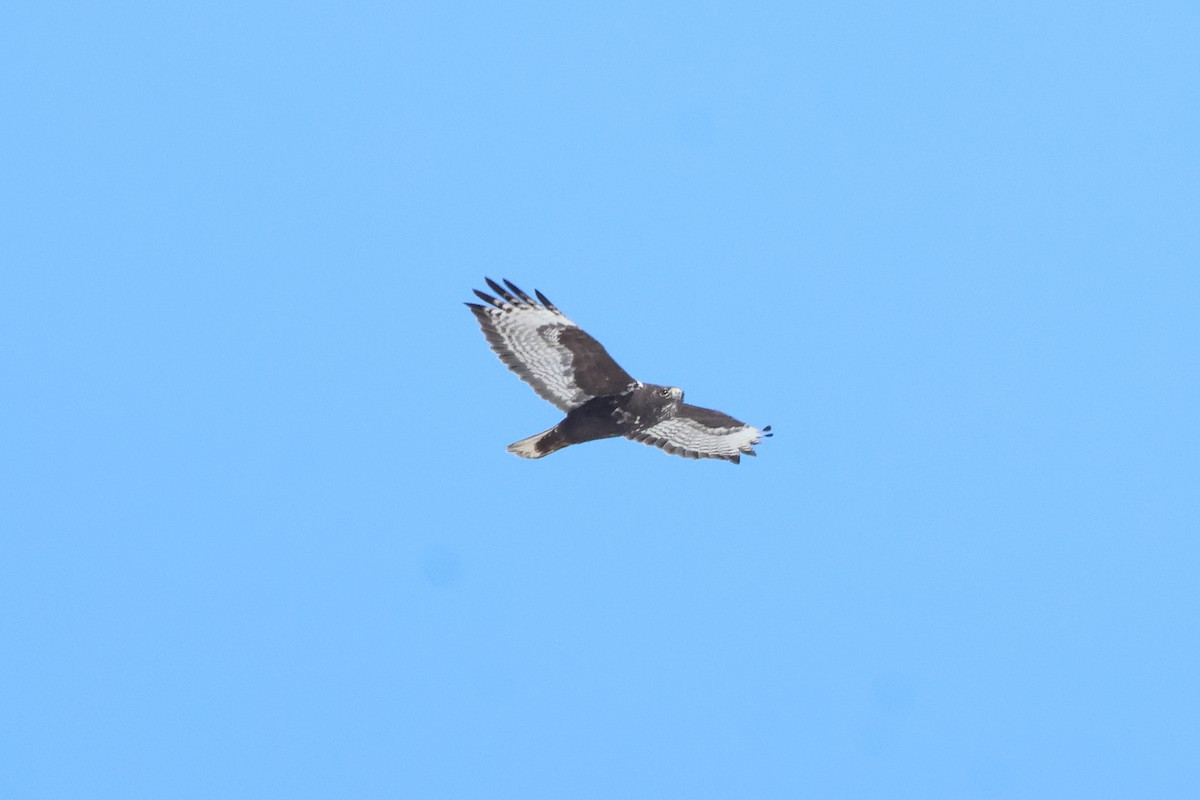Red-tailed Hawk (Harlan's) - ML617313491