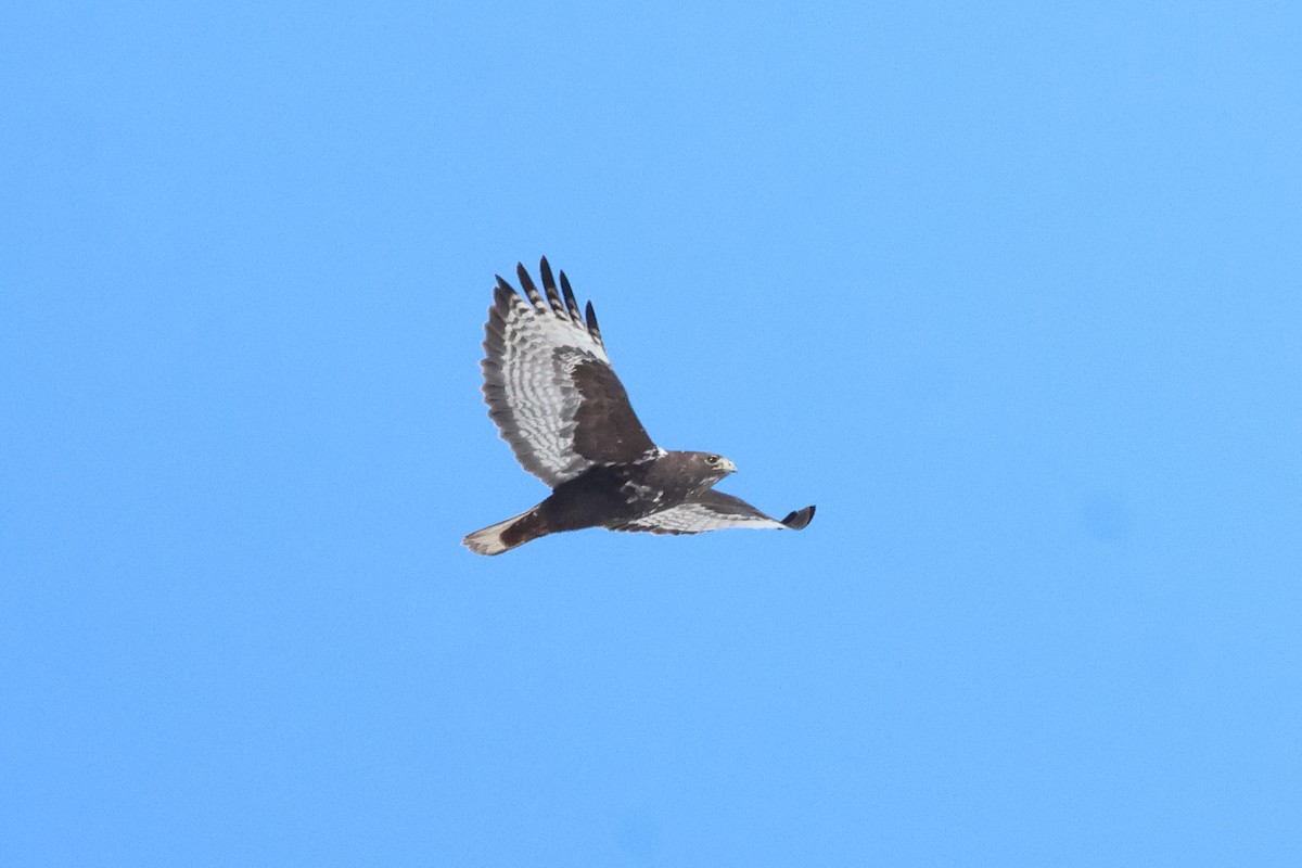 Red-tailed Hawk (Harlan's) - ML617313492