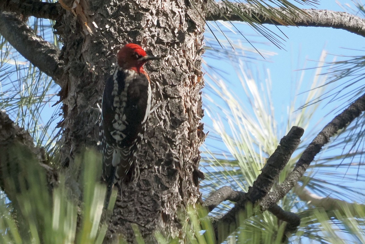 Red-breasted Sapsucker - ML617313493