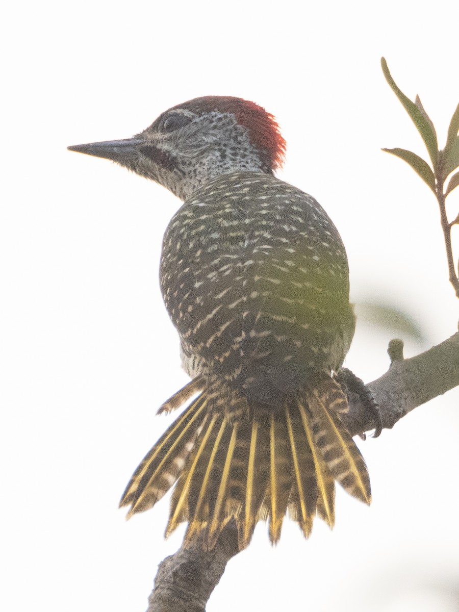Golden-tailed Woodpecker - ML617313530