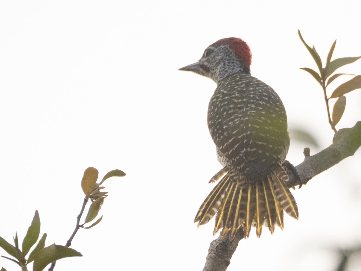 Golden-tailed Woodpecker - ML617313531