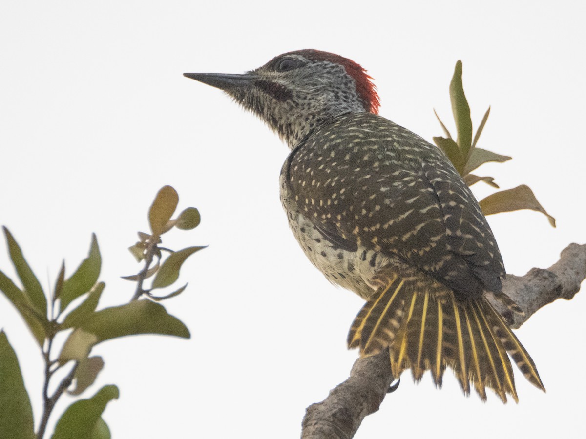 Golden-tailed Woodpecker - ML617313532