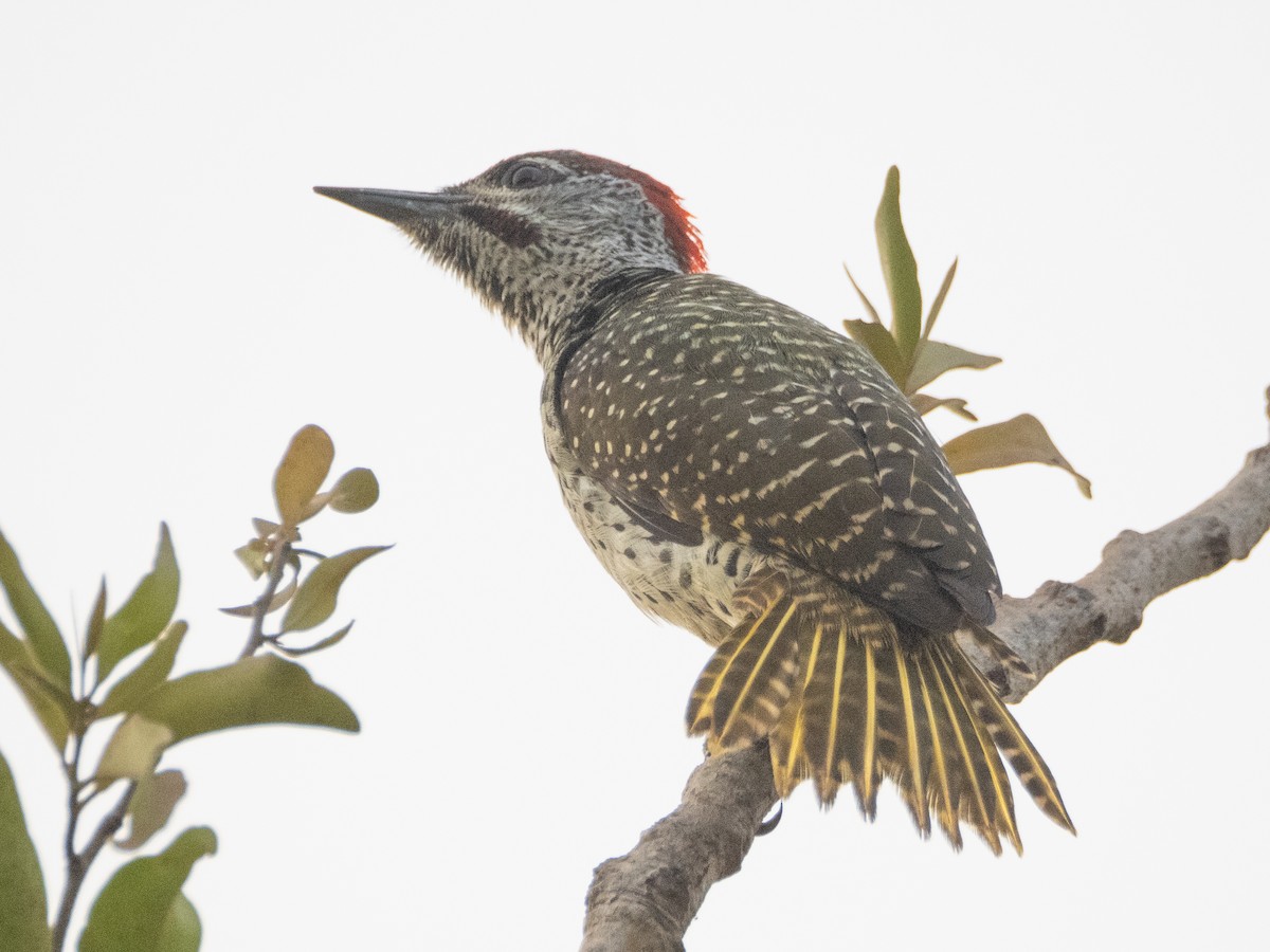 Golden-tailed Woodpecker - ML617313541