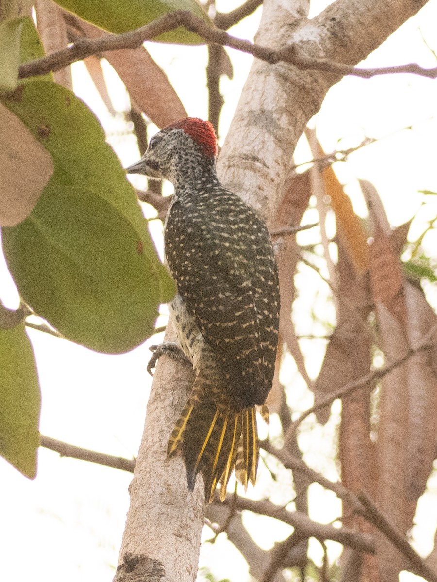Golden-tailed Woodpecker - ML617313550