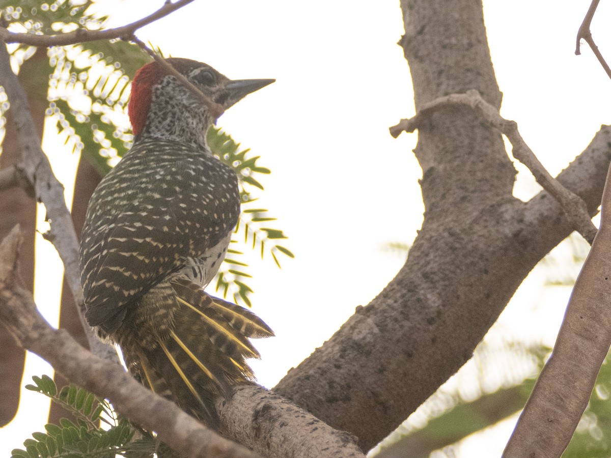 Golden-tailed Woodpecker - ML617313560