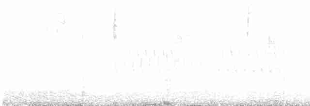 Юнко сірий [група oreganus] - ML617313597