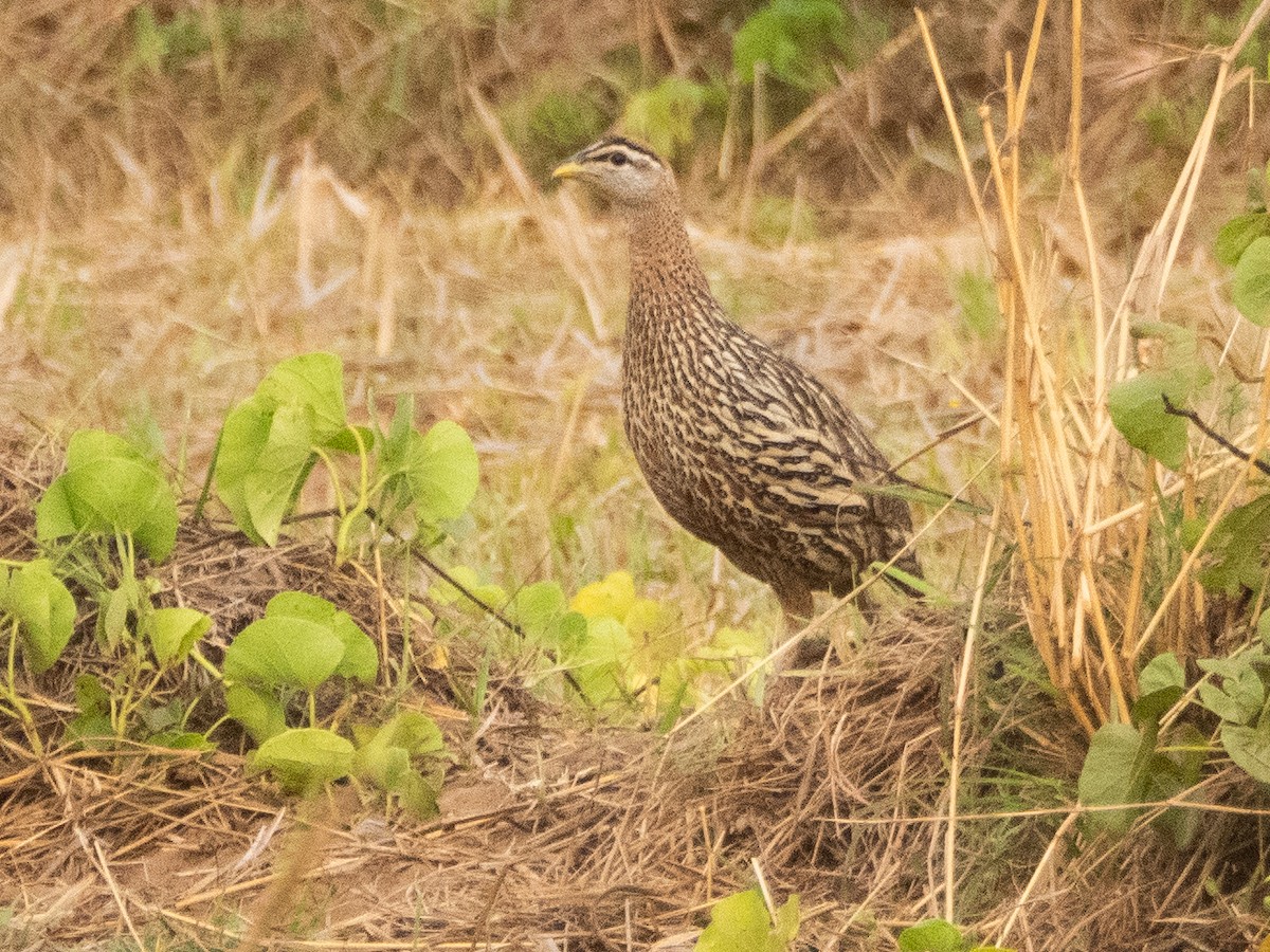 Double-spurred Spurfowl - ML617313657