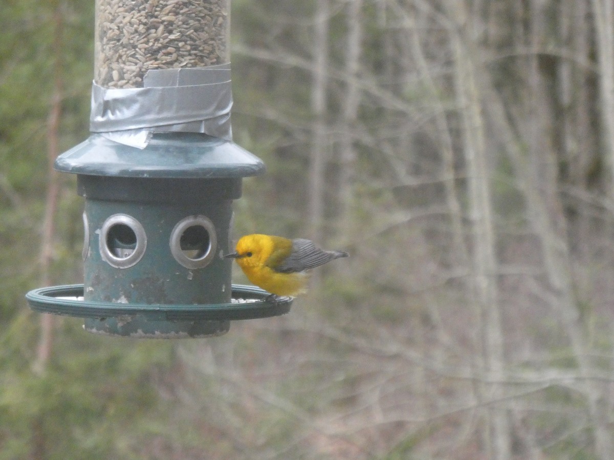 Prothonotary Warbler - ML617313785
