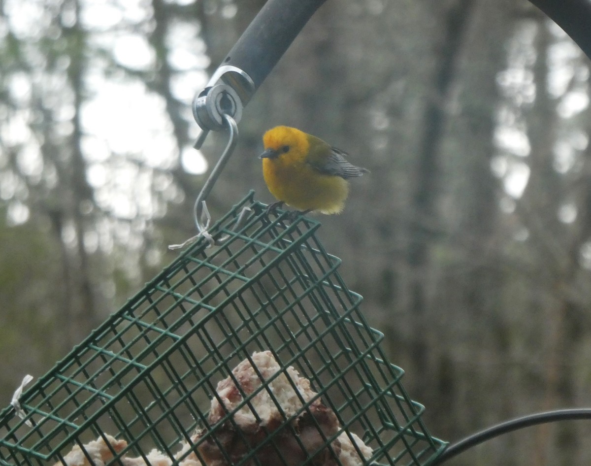 Prothonotary Warbler - ML617313800
