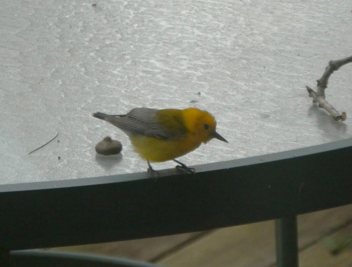 Prothonotary Warbler - ML617313801