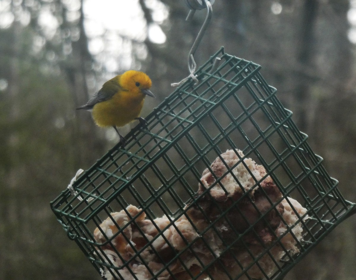 Prothonotary Warbler - ML617313802