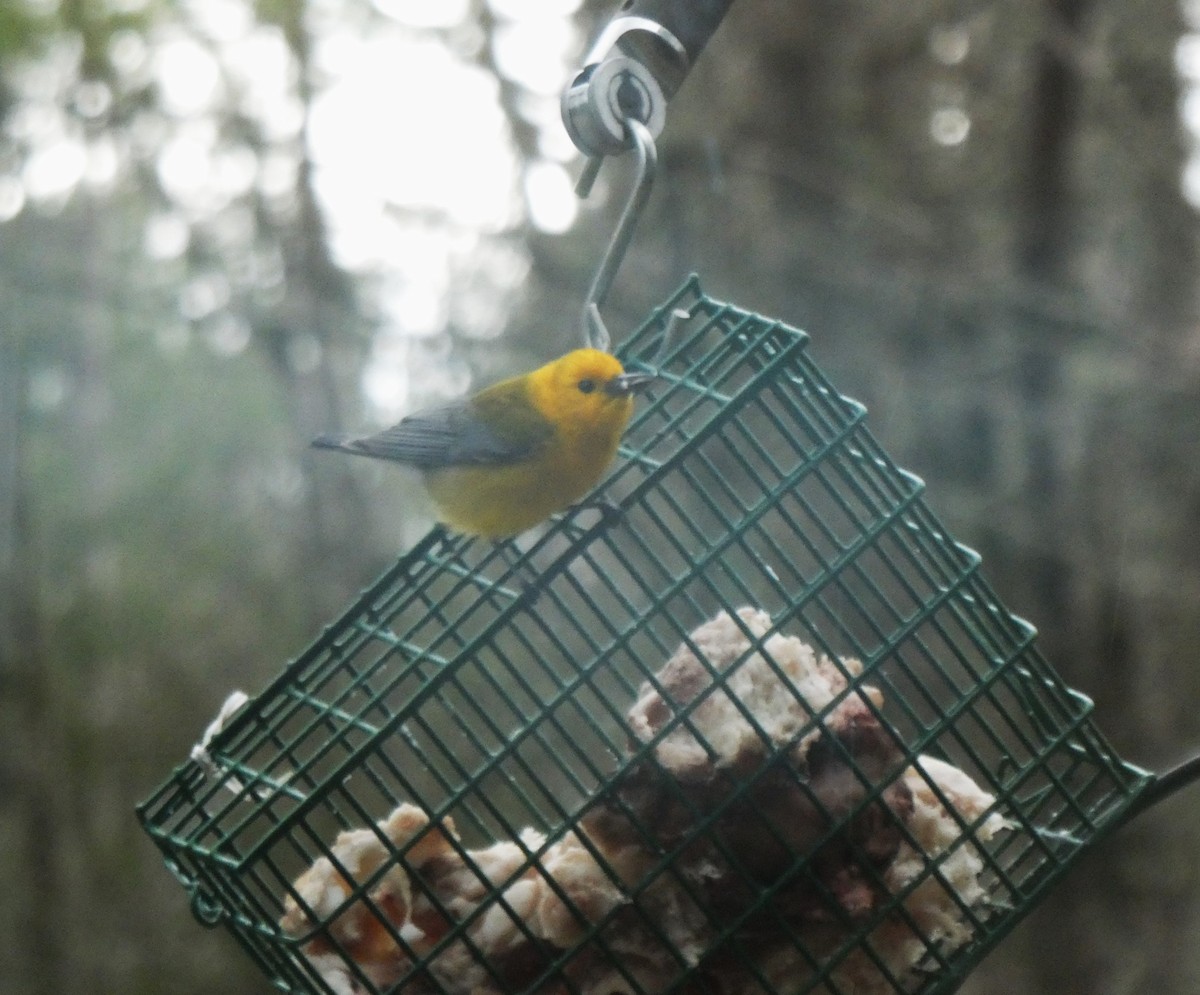 Prothonotary Warbler - ML617313803