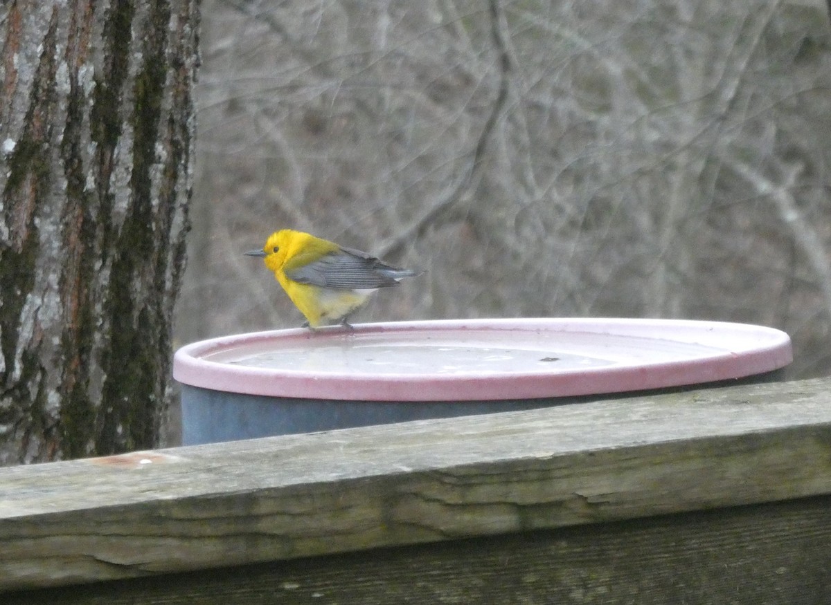 Prothonotary Warbler - ML617313804
