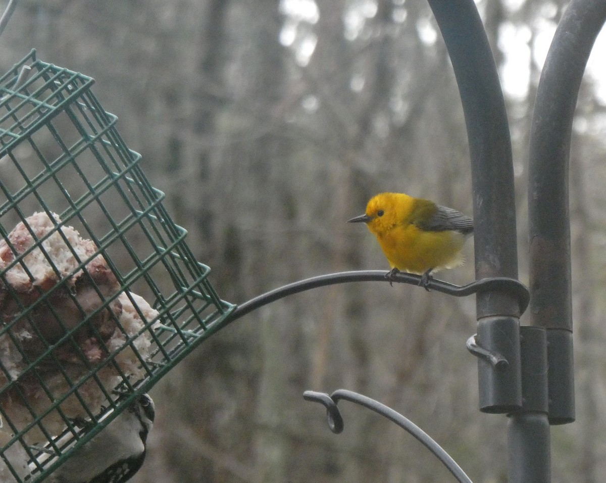 Prothonotary Warbler - ML617313805