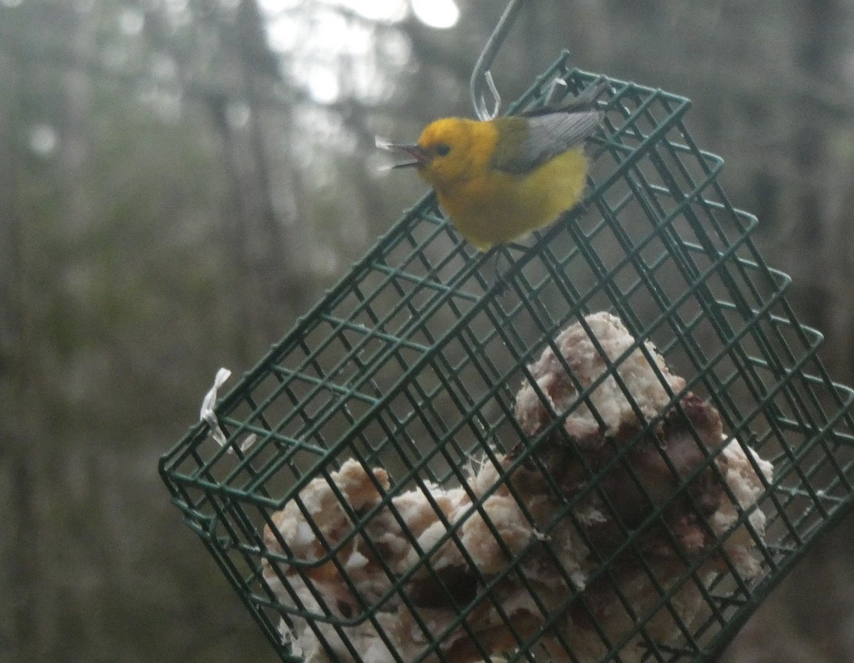 Prothonotary Warbler - ML617313806
