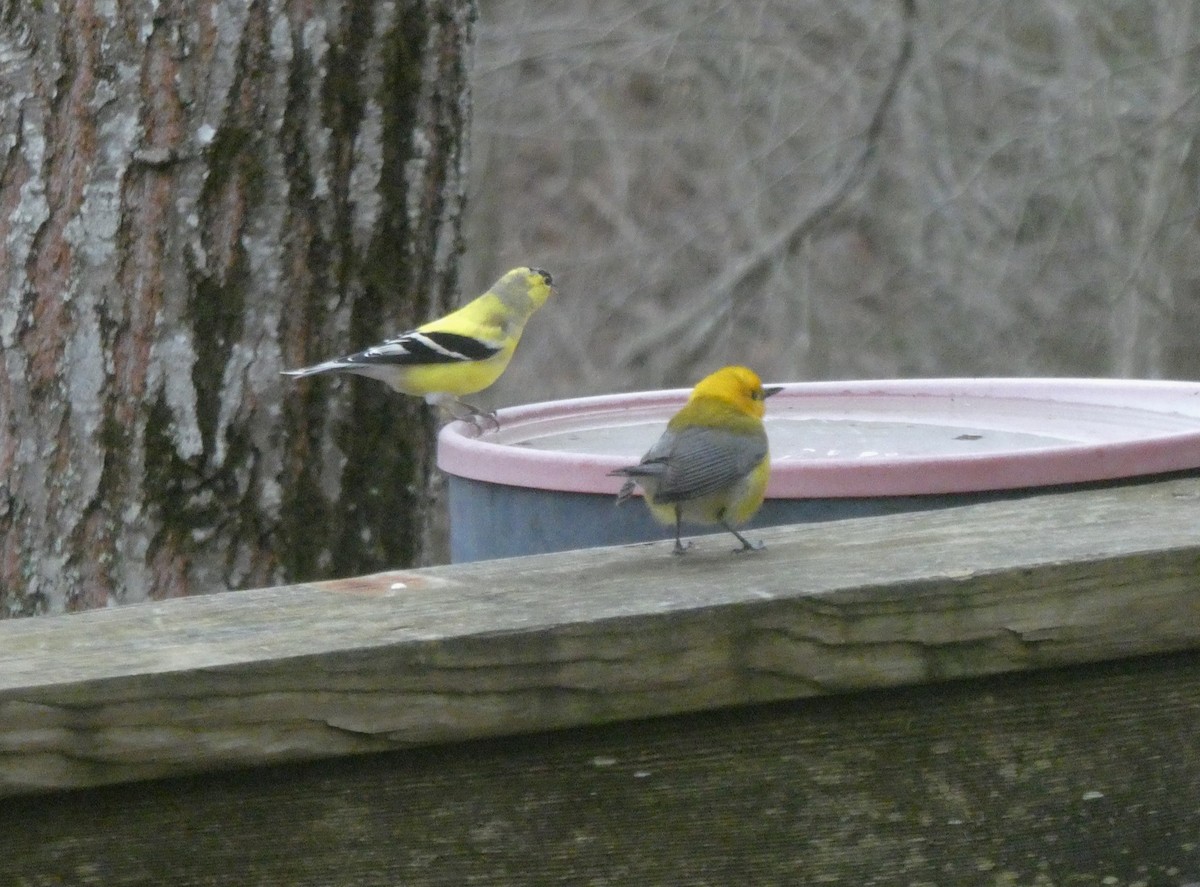 Prothonotary Warbler - ML617313807