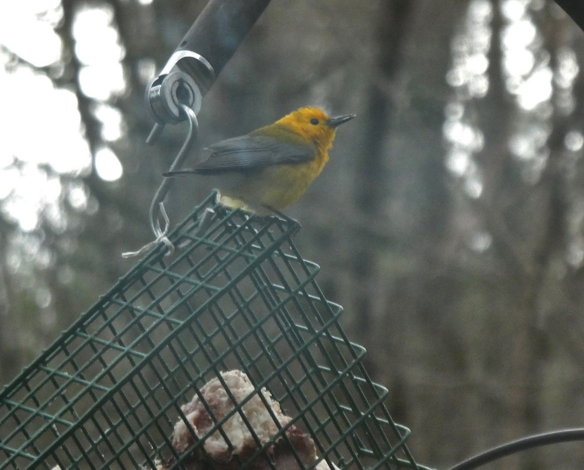 Prothonotary Warbler - ML617313808