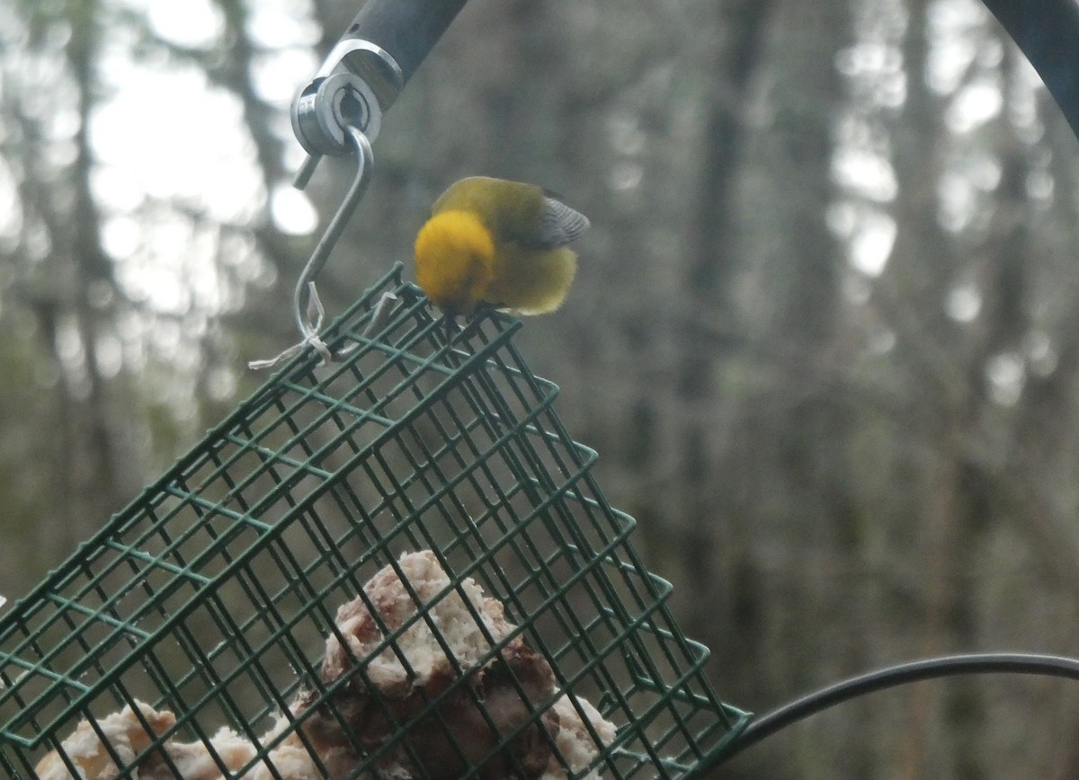 Prothonotary Warbler - ML617313809