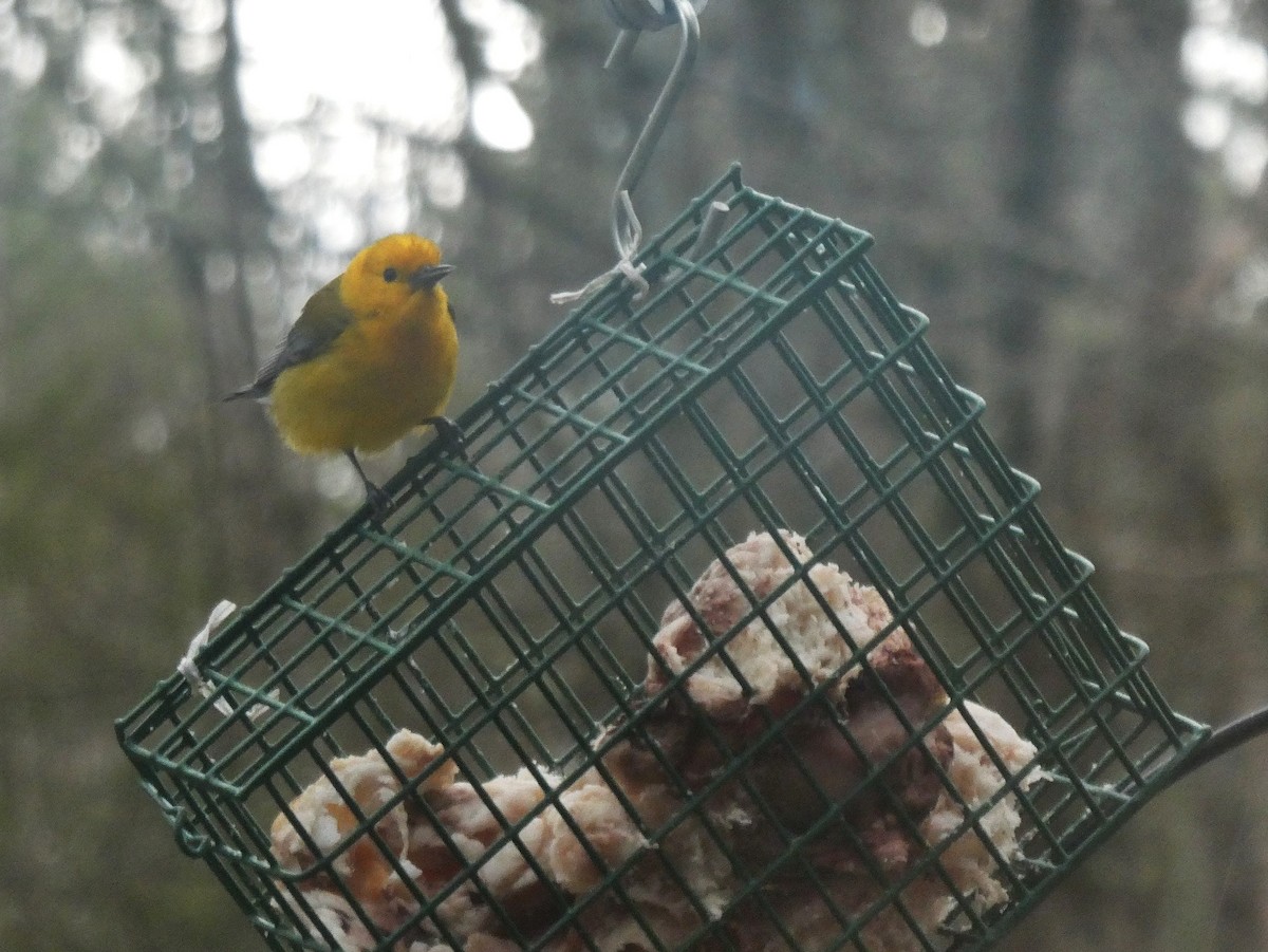 Prothonotary Warbler - ML617313810