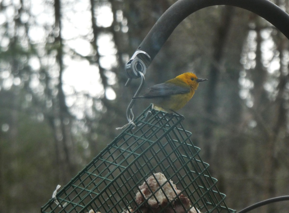 Prothonotary Warbler - ML617313811