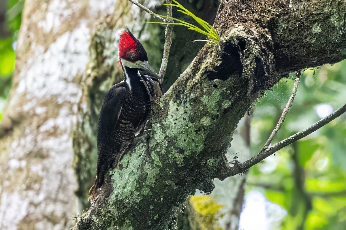 Crimson-crested Woodpecker - ML617313886