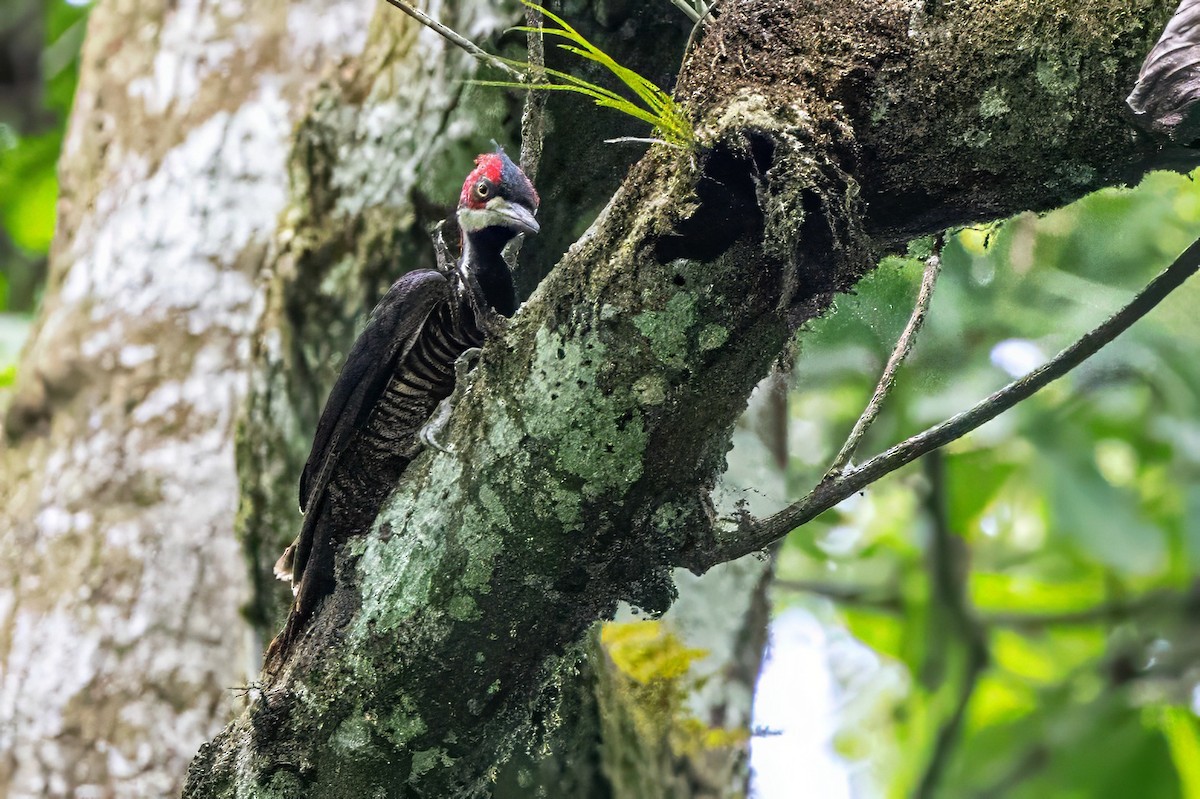 Crimson-crested Woodpecker - Sandy & Bob Sipe